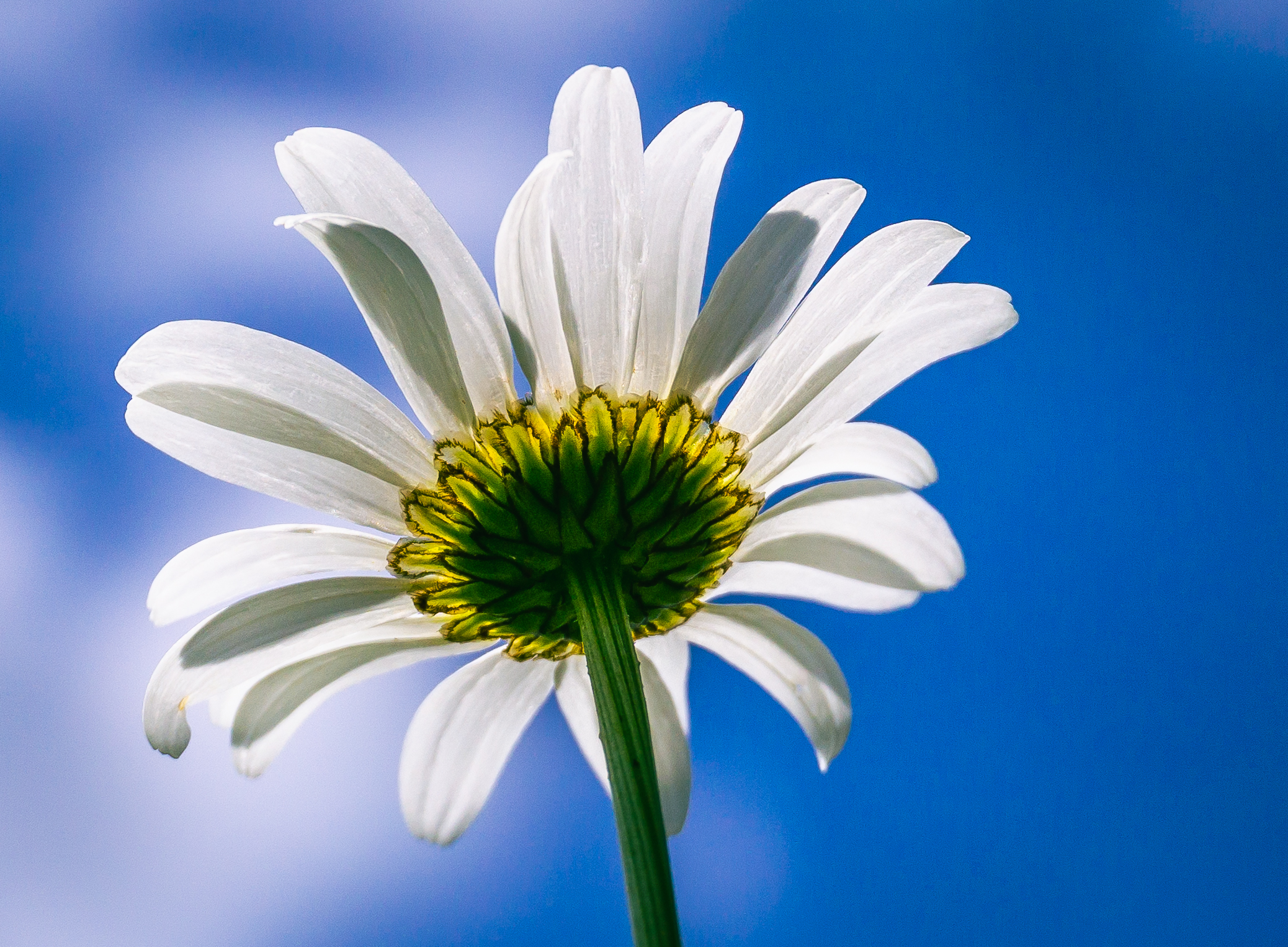 Dog Daisy, North Downs